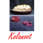 Kolanoot